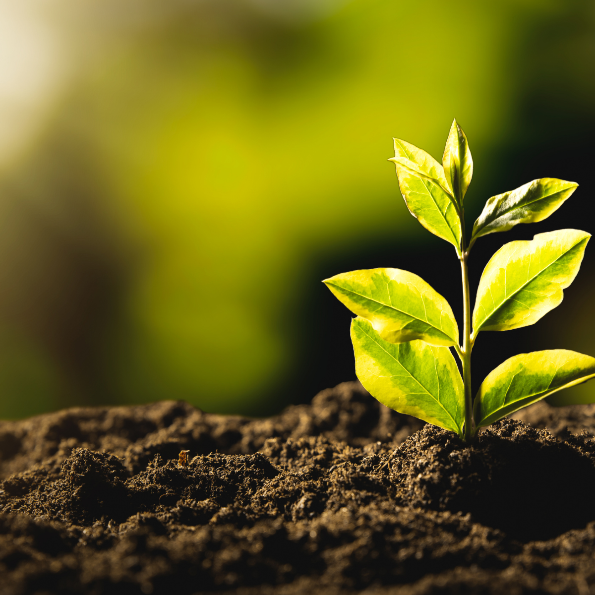Small green plant sprouting from soil symbolizing sustainability in net zero journey